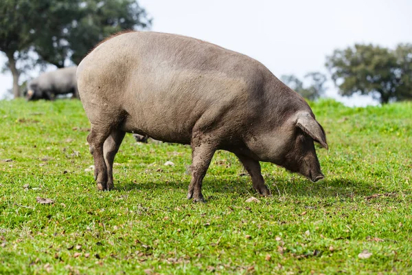 depositphotos_146860891-stock-photo-iberian-pig-pasturing-in-a.jpg depositphotos_146860891-stock-photo-iberian-pig-pasturing-in-a.jpg